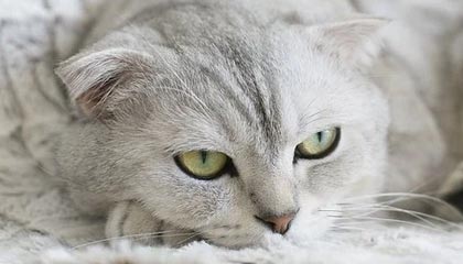 开云·体育官网-中国足球联赛俱乐部财务管理透明度持续加强，足球俱乐部财务报表